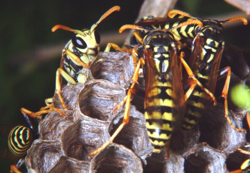 Le meraviglie - Ho trovato il nido di Polistes!